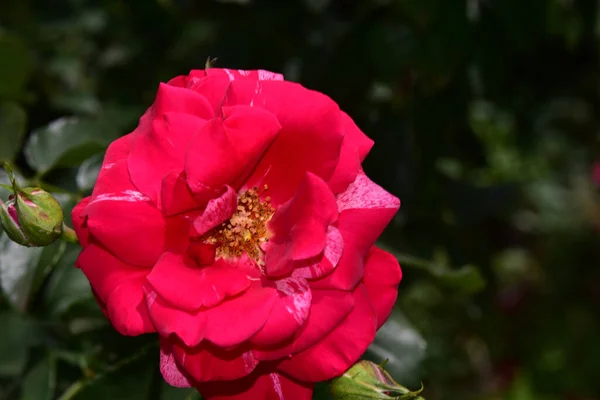 Vacker Ros Blomma Växer Trädgården Solig Dag — Stockfoto