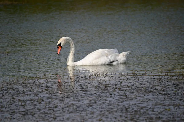 Hermoso Cisne Nadando Superficie Del Lago Día Verano —  Fotos de Stock