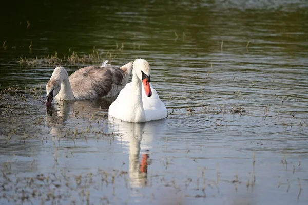 夏の日に湖の水面を泳ぐ美しい白鳥 — ストック写真