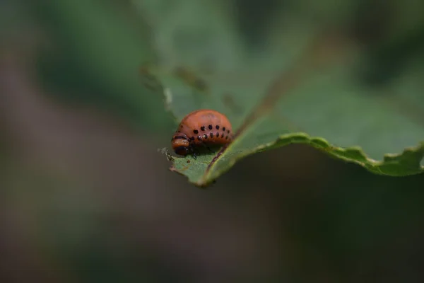 Käfer Auf Pflanze Wächst Garten Sonnigem Sommertag — Stockfoto