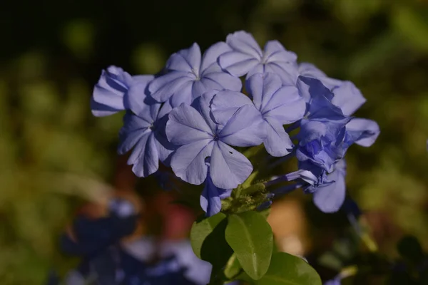 Belles Fleurs Poussant Dans Jardin Journée Ensoleillée Été — Photo