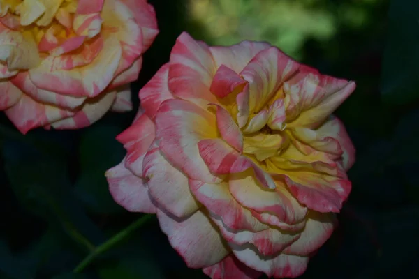 Belles Roses Poussant Dans Jardin Journée Ensoleillée Été — Photo