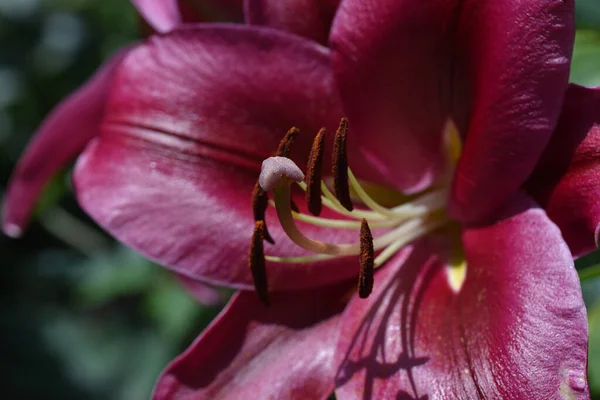 Hermosa Flor Lirio Creciendo Jardín Verano Día Soleado —  Fotos de Stock