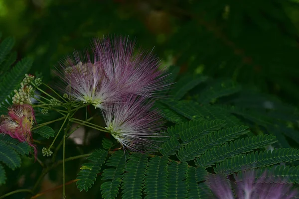 Mooie Bloemen Groeien Tuin Zonnige Dag — Stockfoto