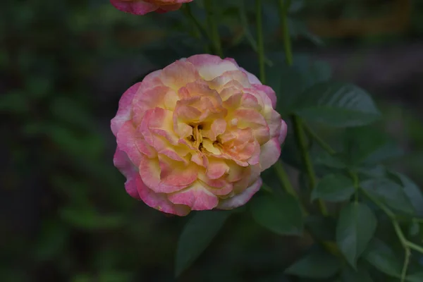 Mooie Bloemen Groeien Tuin Zomer Zonnige Dag — Stockfoto