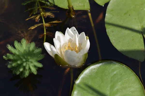 Beautiful Blooming Lotus Growing Pond Summer Day — Stock Photo, Image