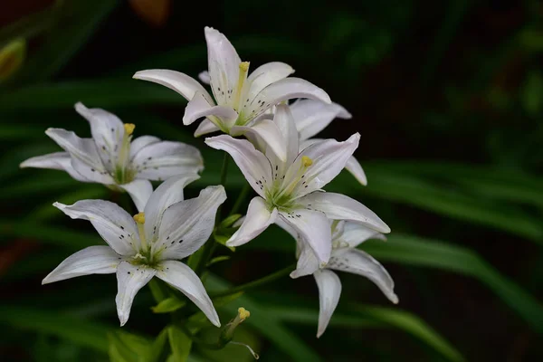 Schöne Lilien Wachsen Garten Sonnigen Sommertag — Stockfoto