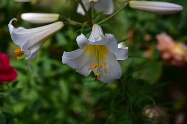 Bellissimi Gigli Che Crescono Giardino Estate Giornata Sole — Foto Stock