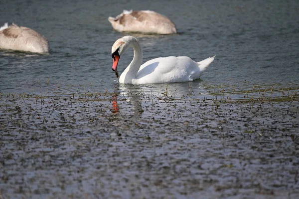 夏の日に湖の水面を泳ぐ美しい白鳥 — ストック写真