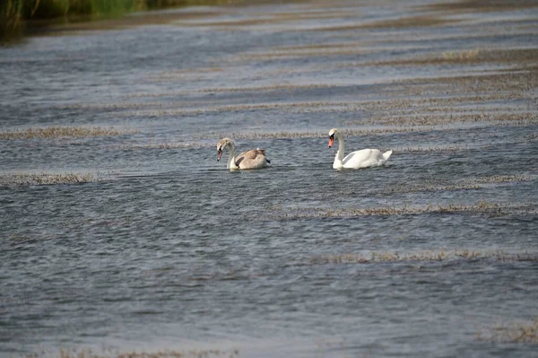 Schöne Schwäne Schwimmen Sommertagen Auf Der Wasseroberfläche Des Sees — Stockfoto