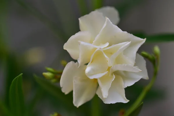 Vacker Blomma Växer Trädgården Sommaren Solig Dag — Stockfoto