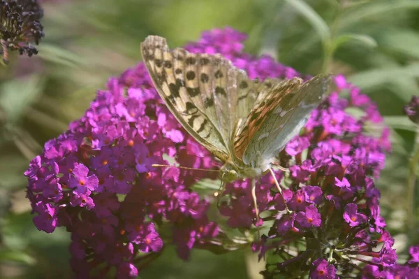 Güneşli yaz gününde bahçede büyüyen güzel çiçeklerin üzerindeki kelebek. 