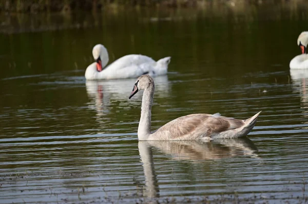 Mooie Zwanen Zwemmen Meerwateroppervlak Zomerdag — Stockfoto