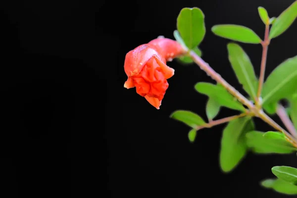 Belles Fleurs Poussant Dans Jardin Journée Ensoleillée Été — Photo