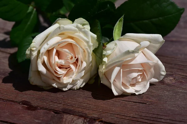 Schöne Rosenblüten Auf Holzgrund Sommerkonzept Nahsicht — Stockfoto