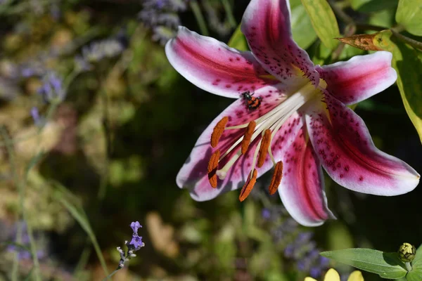 Hermosas Flores Que Crecen Jardín Verano Día Soleado —  Fotos de Stock