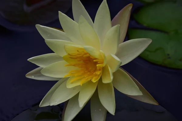 Schön Blühender Lotus Der Sommertag Teich Wächst — Stockfoto