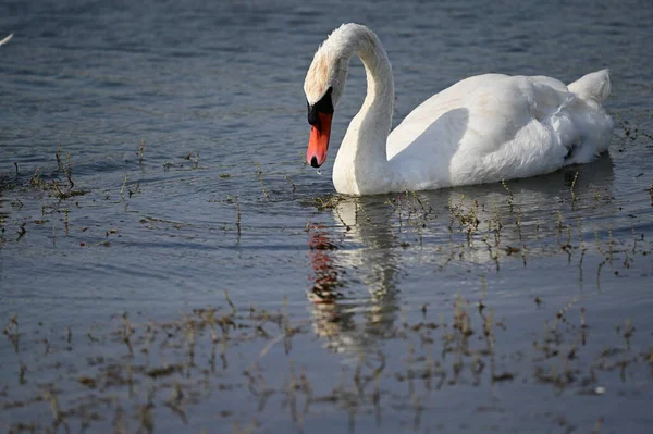 Hermoso Cisne Nadando Superficie Del Lago Día Verano —  Fotos de Stock