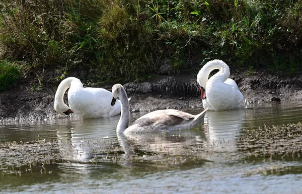 Belos Cisnes Nadando Superfície Água Lago Dia Verão — Fotografia de Stock