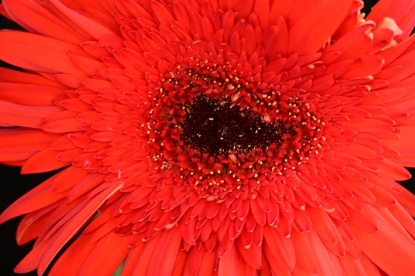 Piękny Gerbera Kwiat Ciemnym Tle Koncepcja Lato Widok Bliska — Zdjęcie stockowe