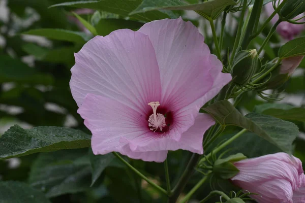 Hermosas Flores Que Crecen Jardín Verano Día Soleado —  Fotos de Stock