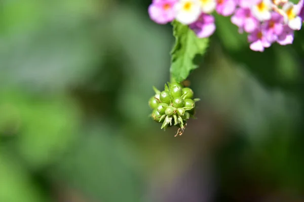 Belas Flores Crescendo Jardim Verão Dia Ensolarado — Fotografia de Stock