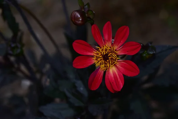 Beautiful Flowers Growing Garden Summer Sunny Day — Stock Photo, Image