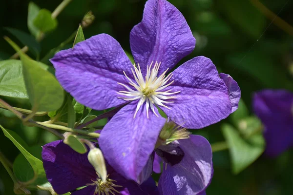 Güneşli yaz gününde bahçede yetişen güzel çiçekler. 