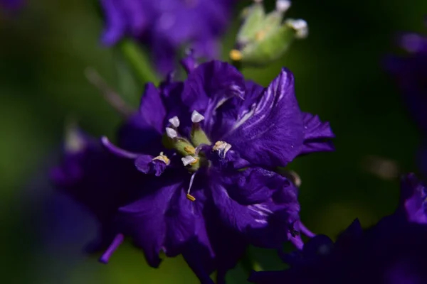 Schöne Blume Die Sonnigen Tagen Garten Wächst — Stockfoto