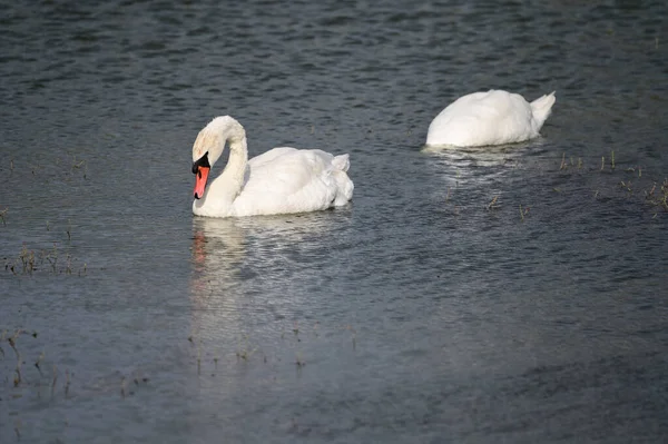 夏の日に湖の水面を泳ぐ美しい白鳥 — ストック写真