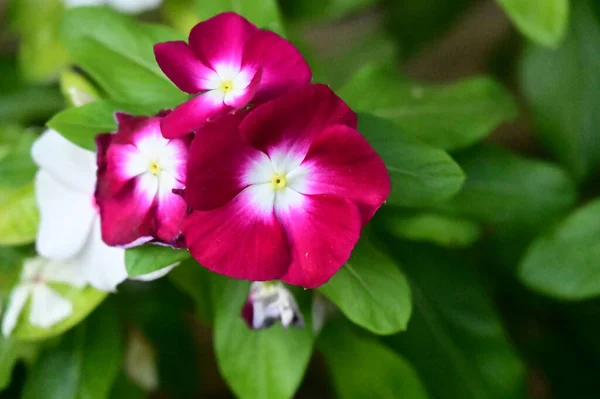 Hermosas Flores Que Crecen Jardín Verano Día Soleado —  Fotos de Stock