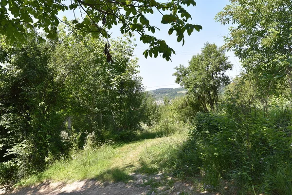 Ormandaki sonbahar ağaçlarının manzarası