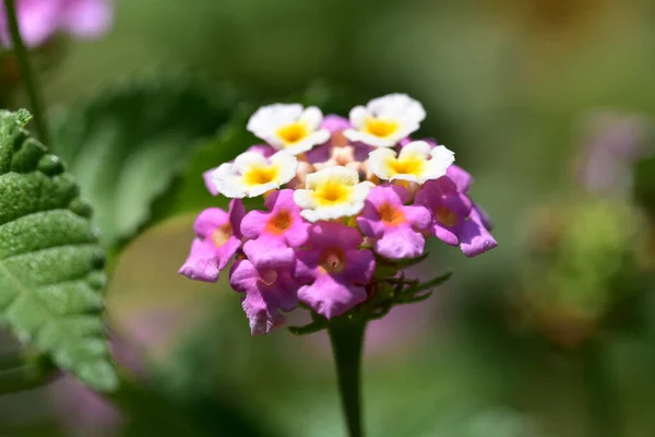 Vackra Blommor Xer Trã Dgã Rden Solig Dag — Stockfoto