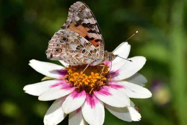 Papillon Sur Belle Fleur Dans Jardin Journée Ensoleillée Été — Photo