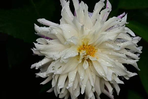 Belles Fleurs Poussant Dans Jardin Journée Ensoleillée Été — Photo