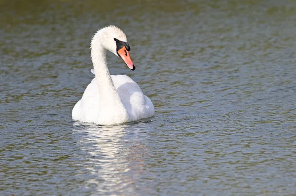 Hermoso Cisne Nadando Superficie Del Lago Día Verano — Foto de Stock
