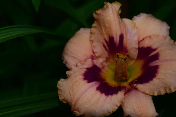 Hermosas Flores Que Crecen Jardín Verano Día Soleado — Foto de Stock