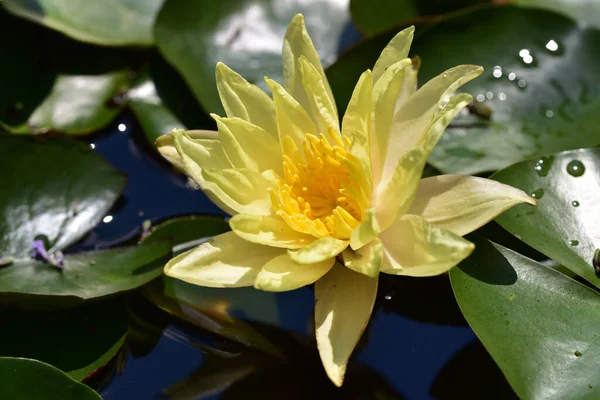 Schön Blühender Lotus Der Sommertag Teich Wächst — Stockfoto