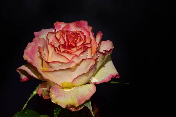 Красива Квітка Троянди Росте Саду Сонячний День — стокове фото