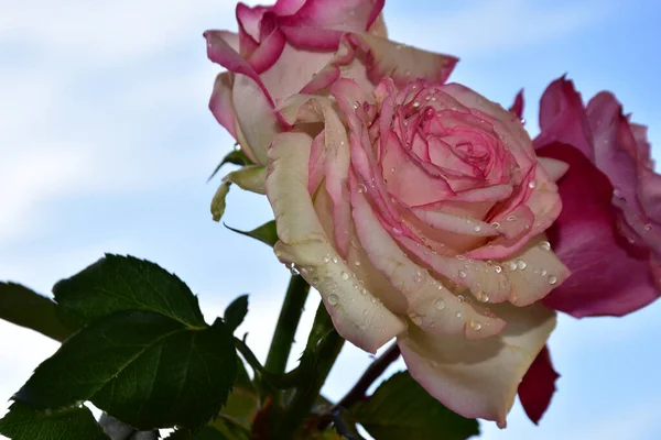Beautiful Roses Flowers Blue Sky Background — Stock Photo, Image