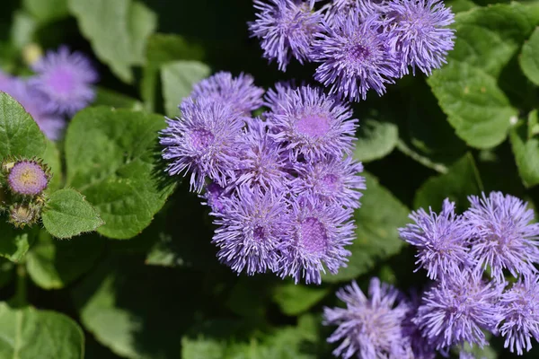 Beautiful Flowers Growing Garden Sunny Day — Stock Photo, Image