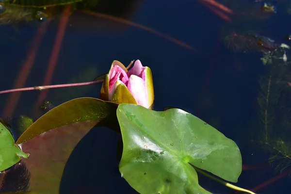 Vacker Blommande Lotus Växer Damm Sommardagen — Stockfoto