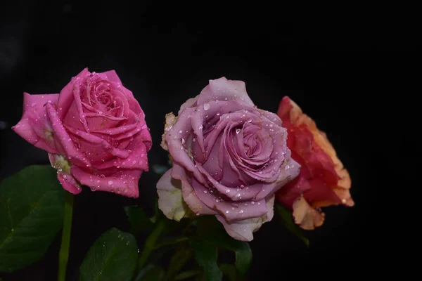 Rosas Bonitas Fundo Escuro Conceito Verão Vista Próxima — Fotografia de Stock