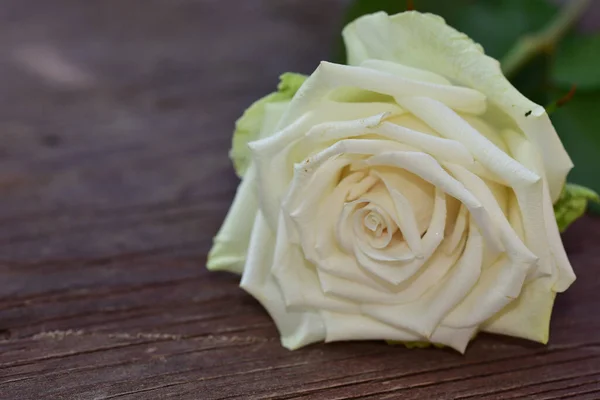 Schöne Rosenblume Auf Holzgrund Sommerkonzept Nahsicht — Stockfoto