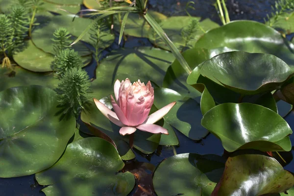 Mooie Bloeiende Lotus Groeien Vijver Zomerdag — Stockfoto