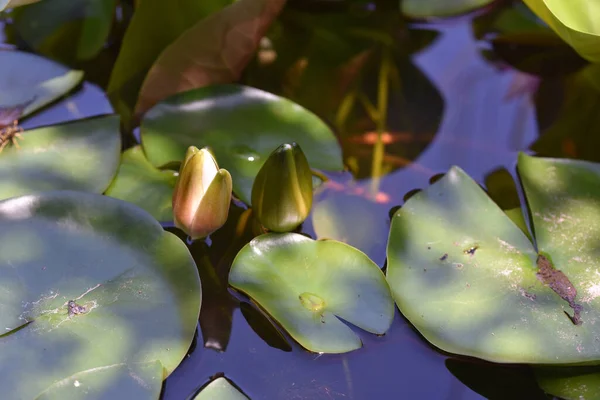 Mooie Bloeiende Lotussen Groeien Vijver Zomerdag — Stockfoto