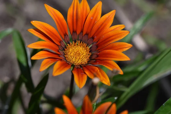 Vackra Blommor Xer Trã Dgã Rden Sommaren Solig Dag — Stockfoto