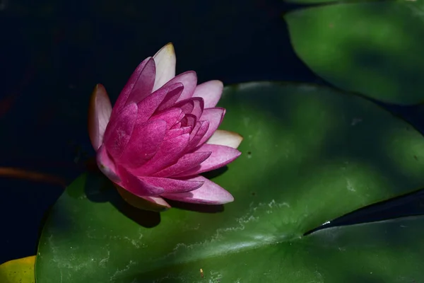 Vacker Blommande Lotus Växer Damm Sommardagen — Stockfoto