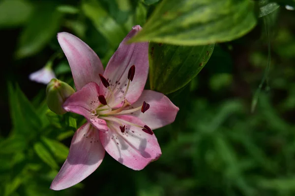 Hermosa Flor Lirio Creciendo Jardín Verano Día Soleado —  Fotos de Stock