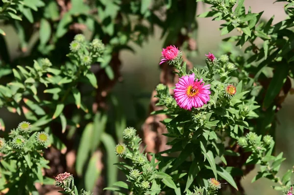 Mooie Bloemen Groeien Tuin Zomer Zonnige Dag — Stockfoto